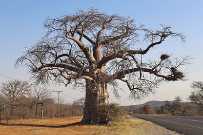  Nzhelele Nature Reserve