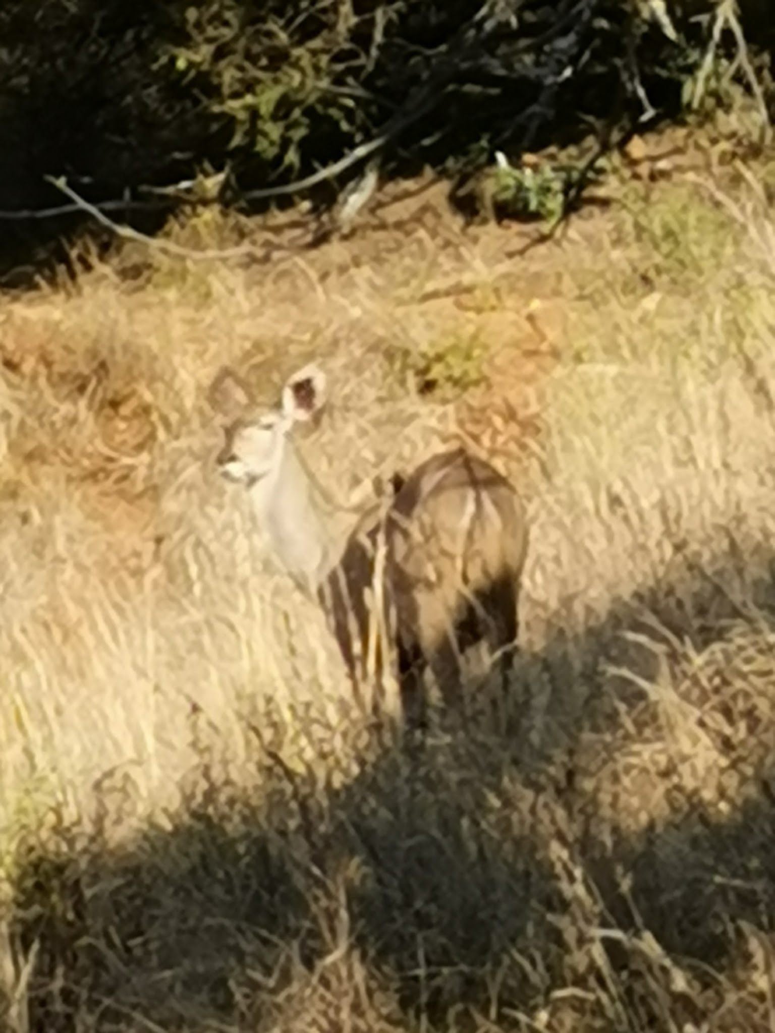  Ohrigstad Dam Nature Reserve