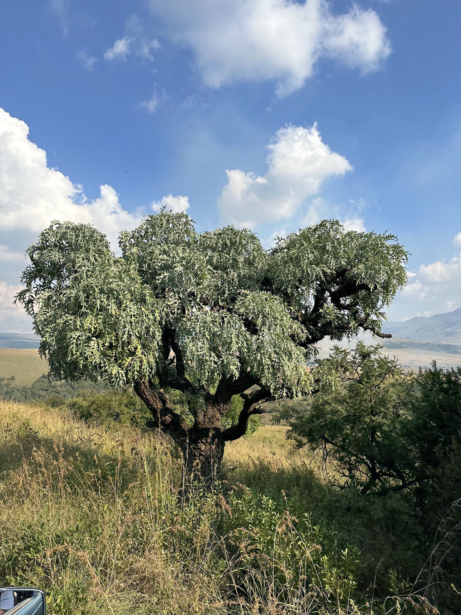  Ohrigstad Dam Nature Reserve