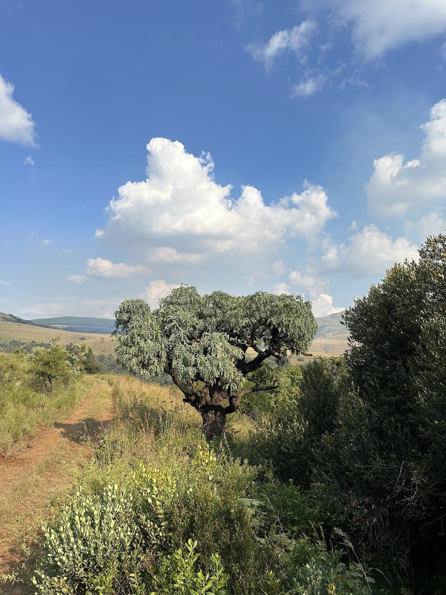  Ohrigstad Dam Nature Reserve