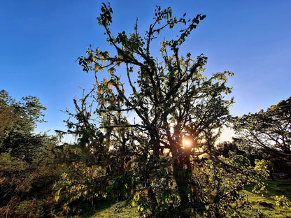 Outeniqua Hiking Trail - Diepwalle Hut