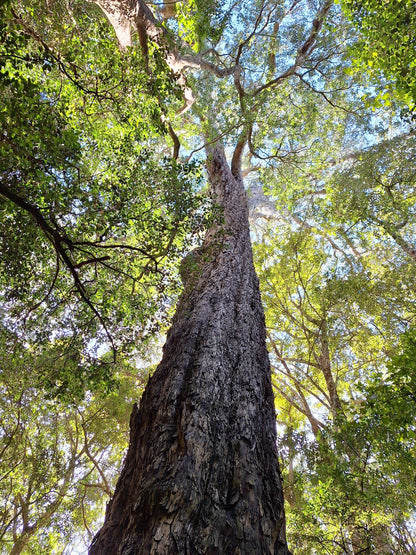 Outeniqua Hiking Trail - Diepwalle Hut