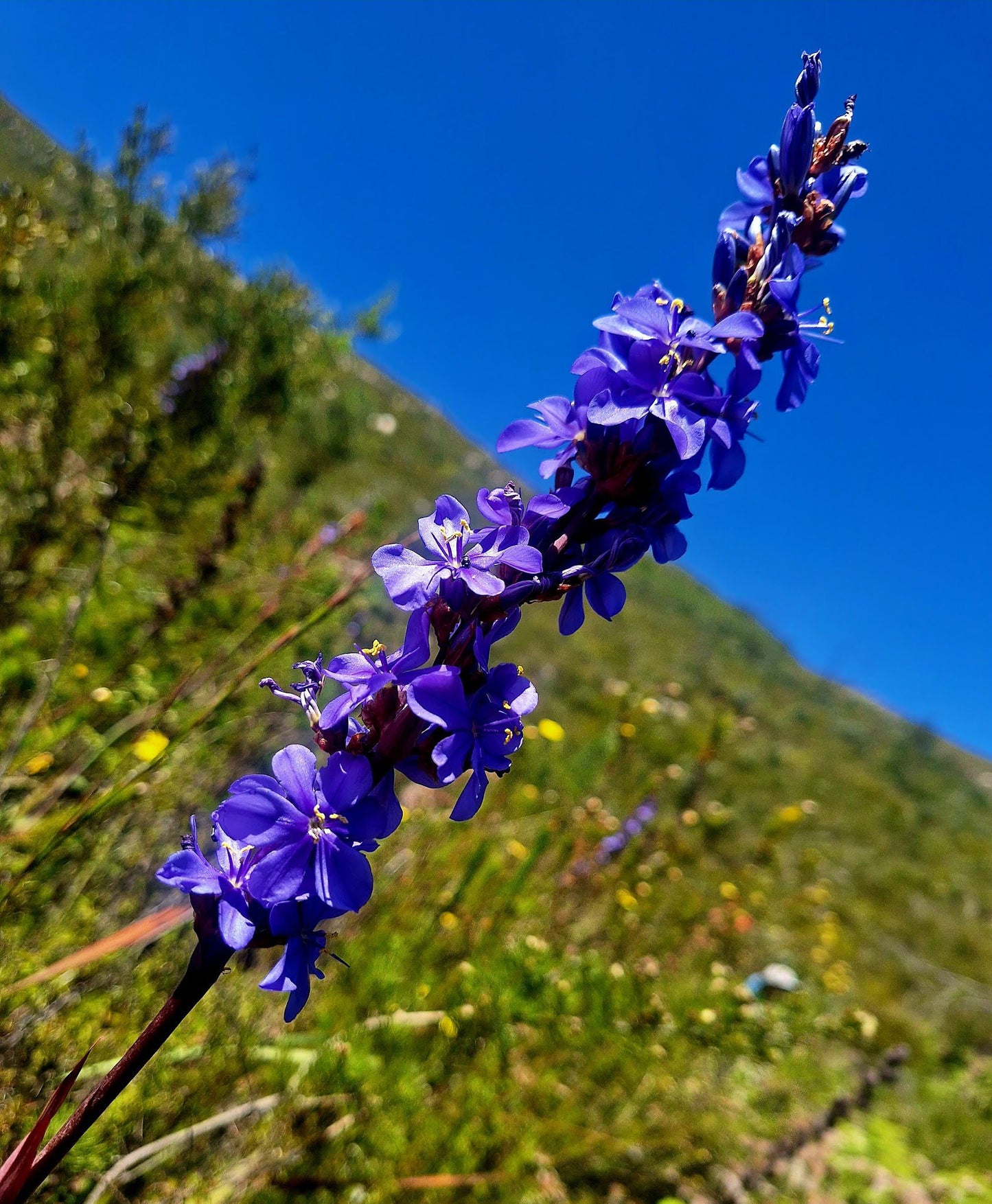 Outeniqua Hiking Trail - Diepwalle Hut