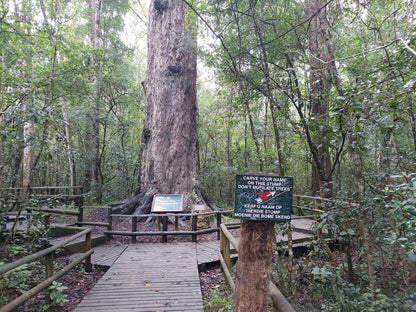 Outeniqua Hiking Trail - Diepwalle Hut