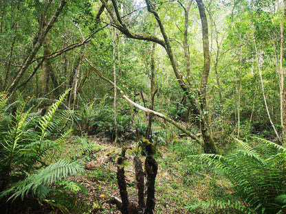 Outeniqua Hiking Trail - Diepwalle Hut