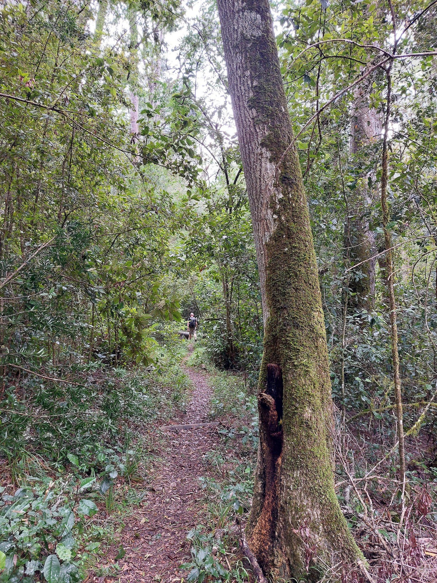 Outeniqua Hiking Trail - Diepwalle Hut