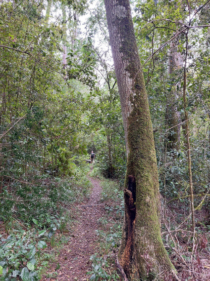 Outeniqua Hiking Trail - Diepwalle Hut