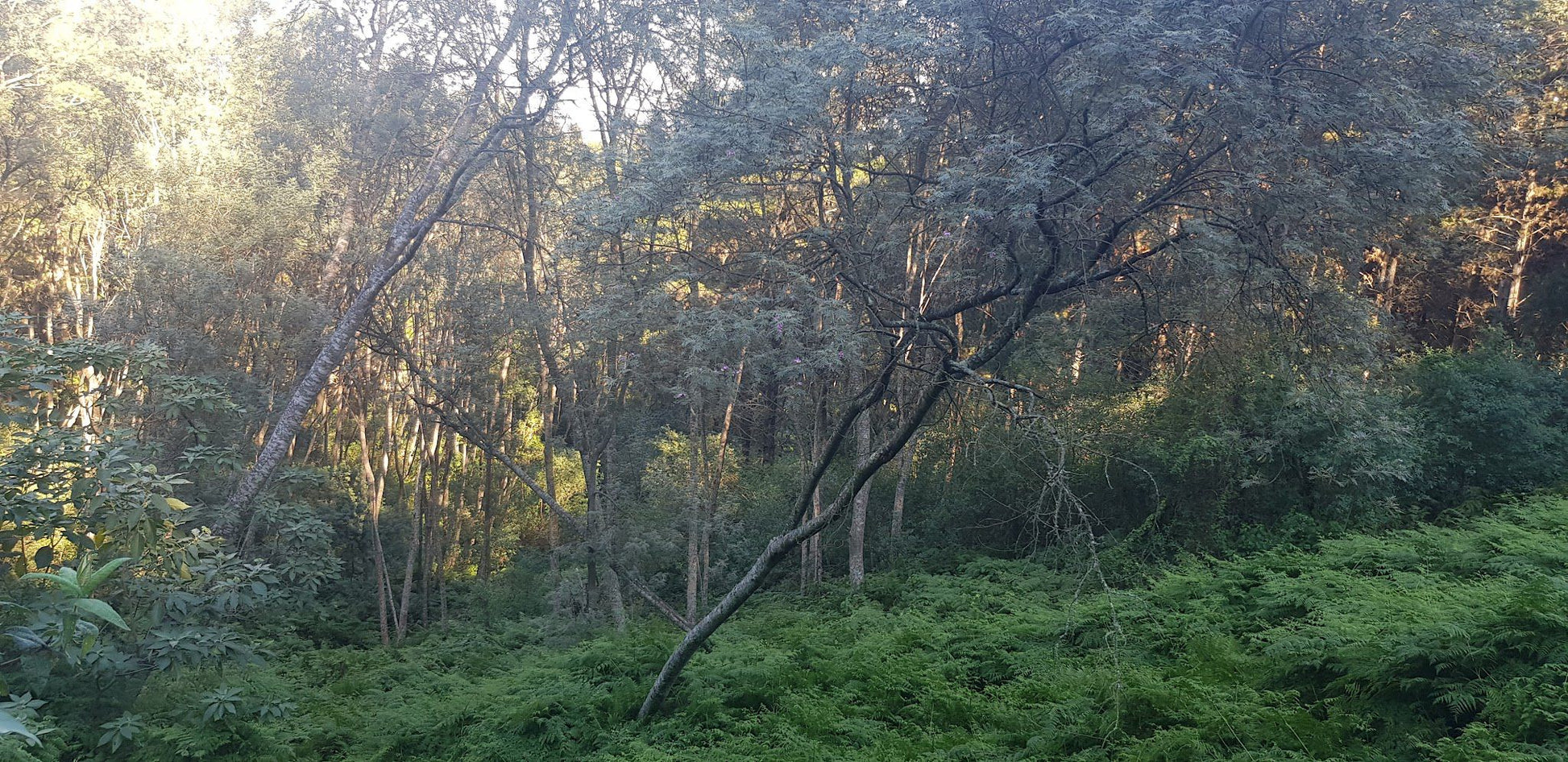  Outeniqua Nature Reserve