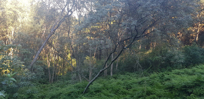  Outeniqua Nature Reserve