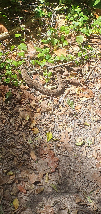  Outeniqua Nature Reserve