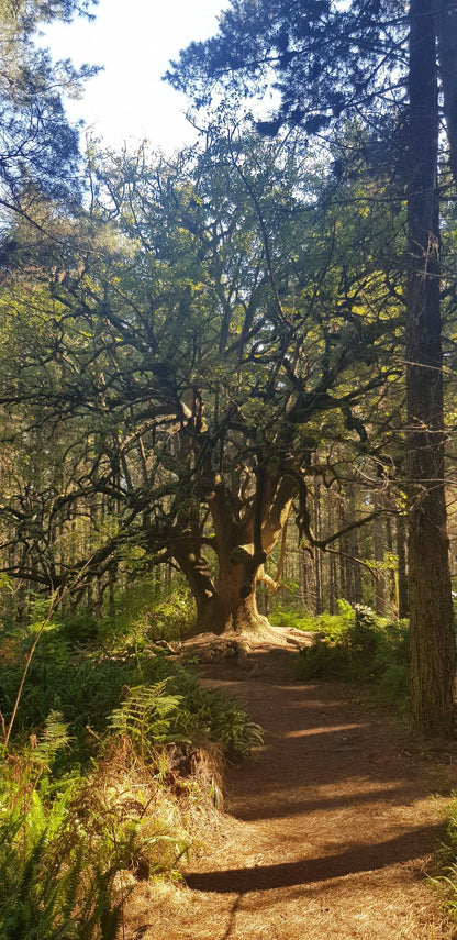  Outeniqua Nature Reserve