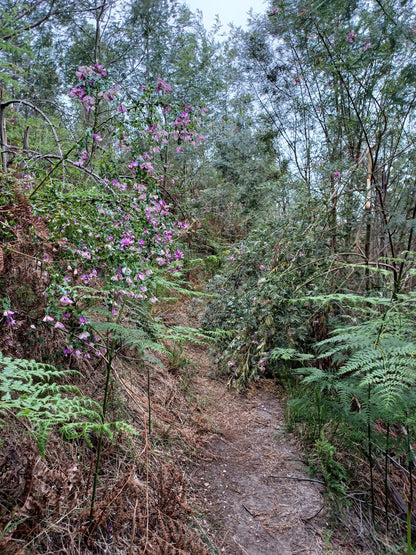  Outeniqua Nature Reserve