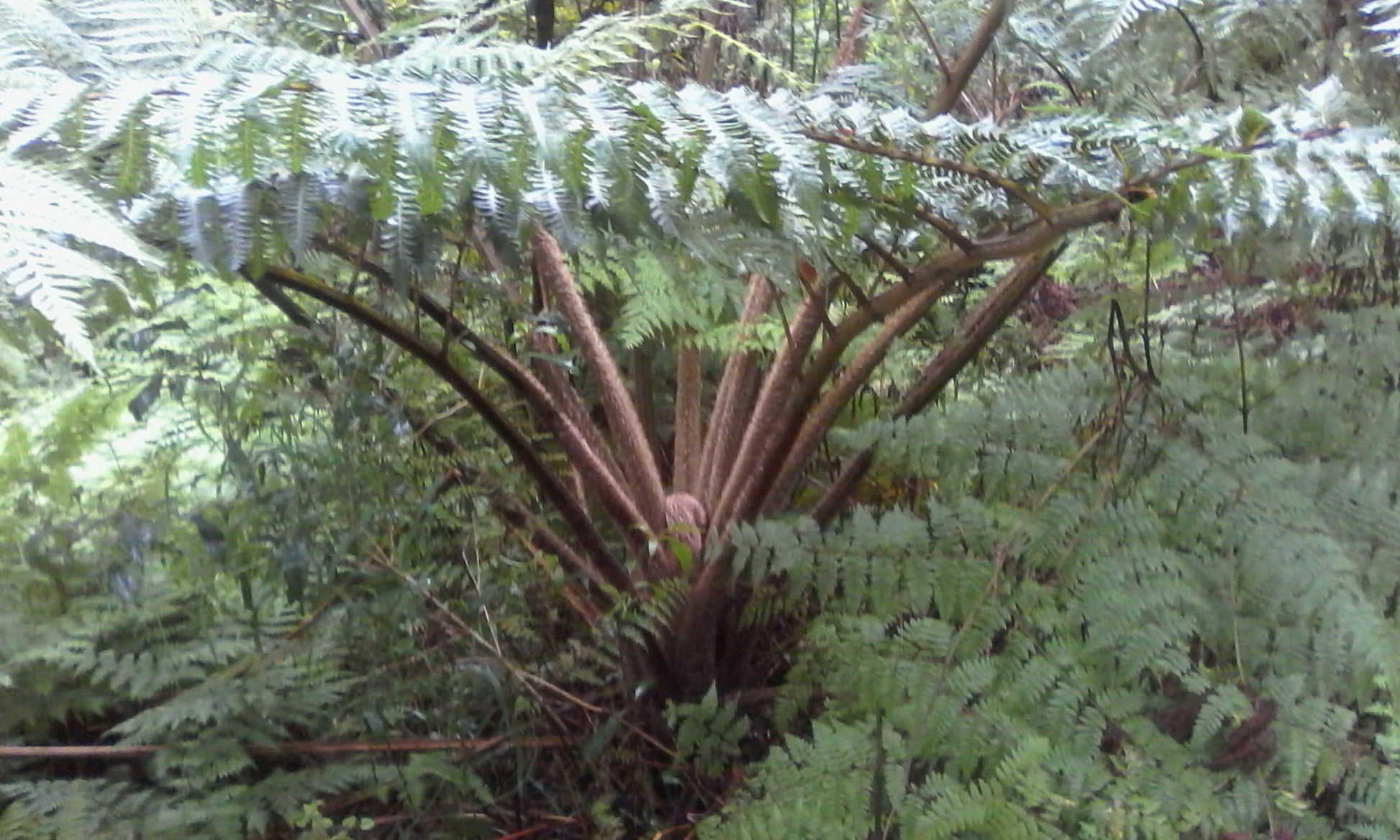  Outeniqua trail