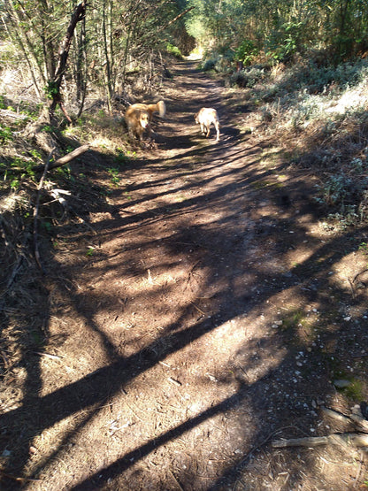  Outeniqua trail