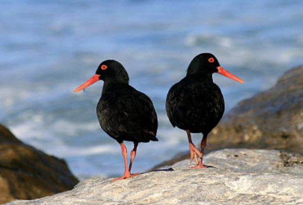 Oystercatcher trail