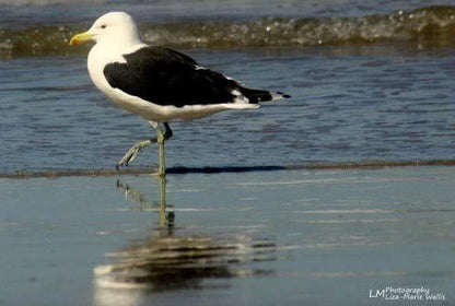 Oystercatcher trail