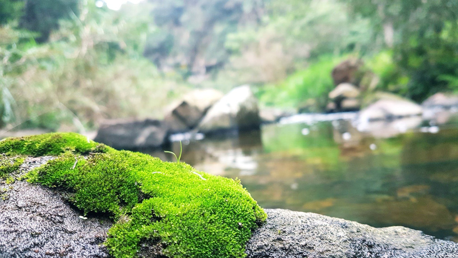  Palmiet Nature Reserve