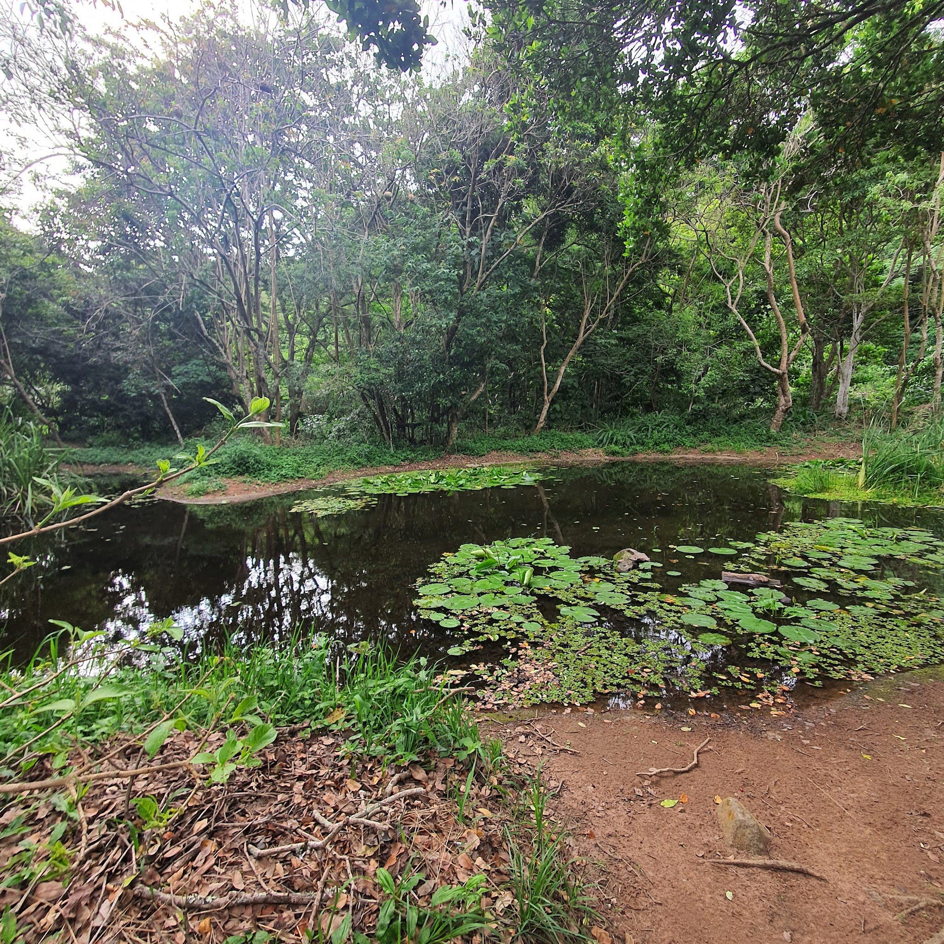  Palmiet Nature Reserve