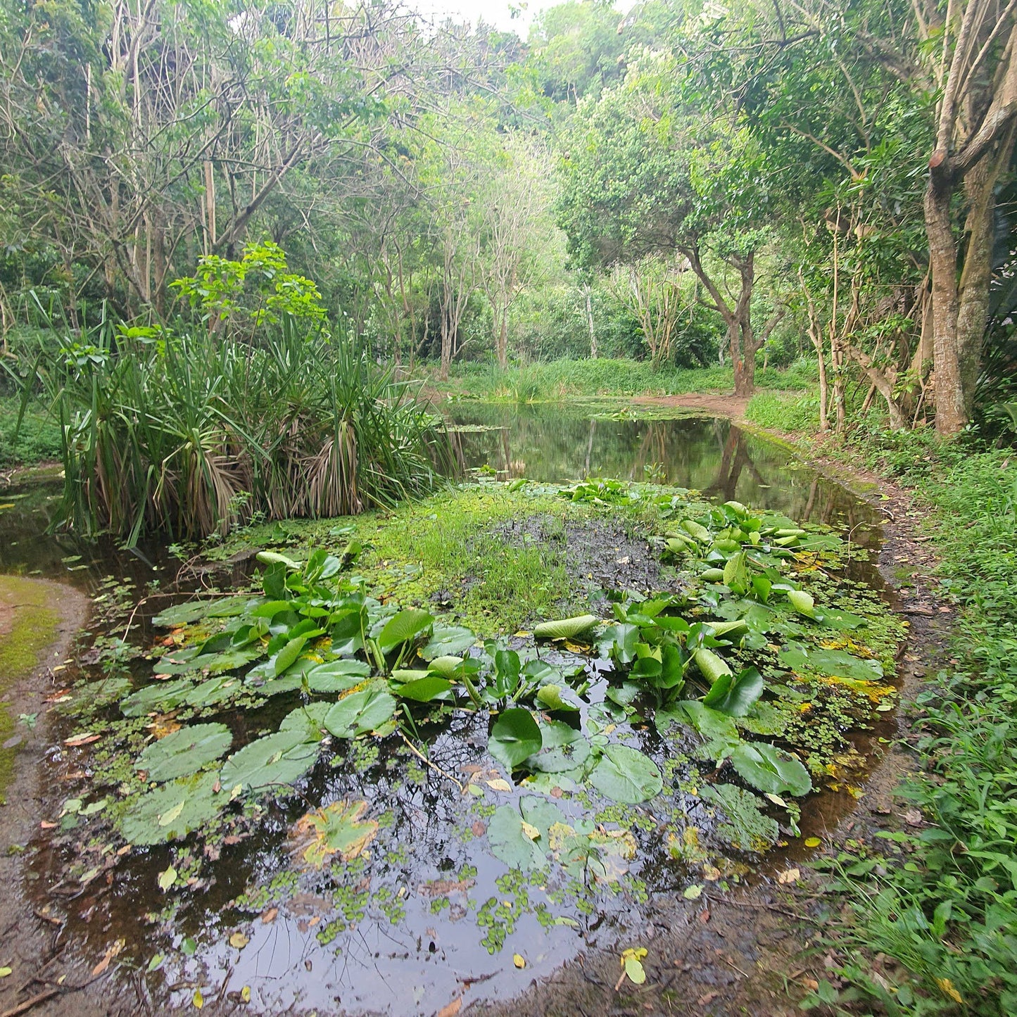  Palmiet Nature Reserve