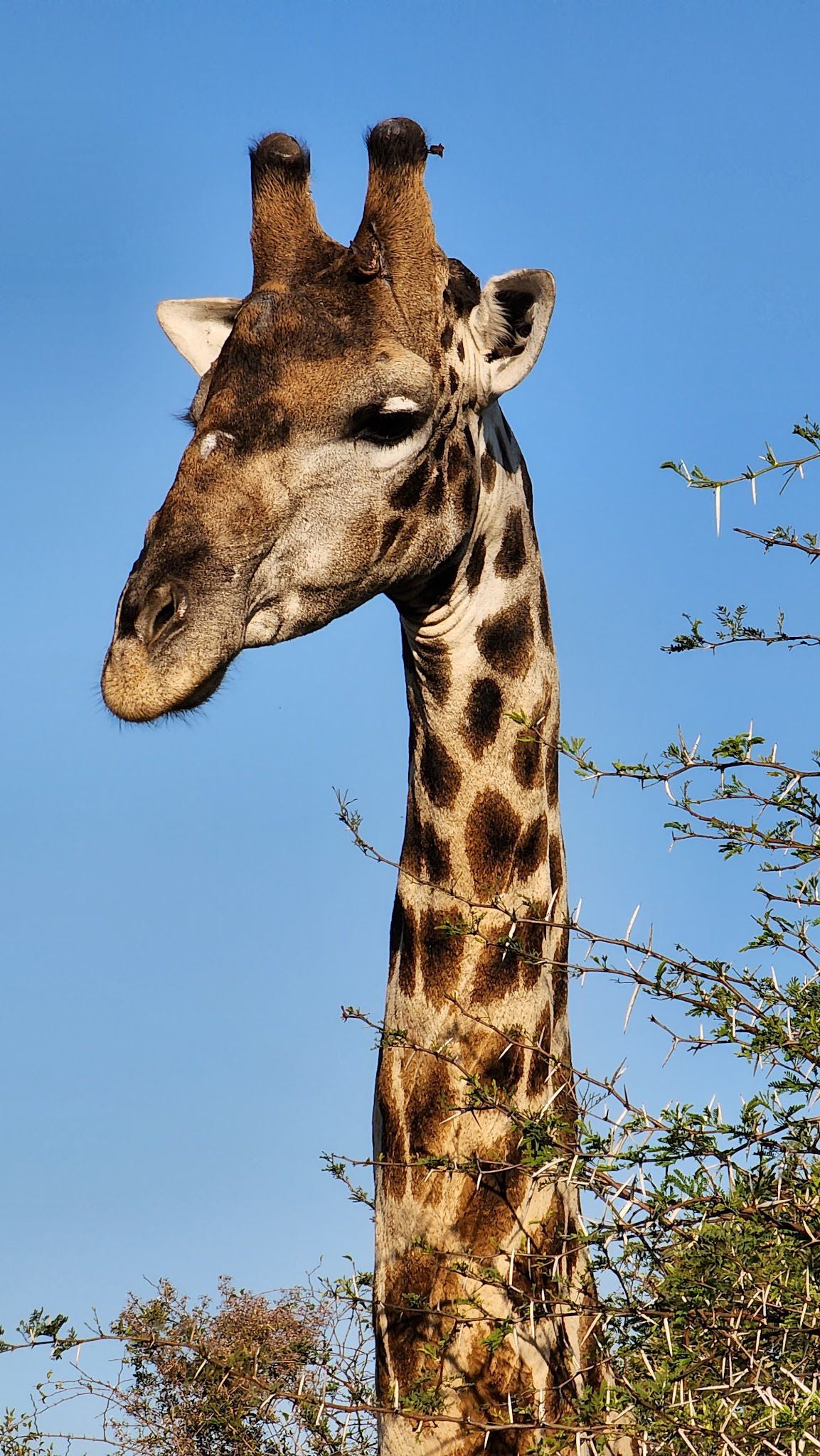  Pilanesberg National Park