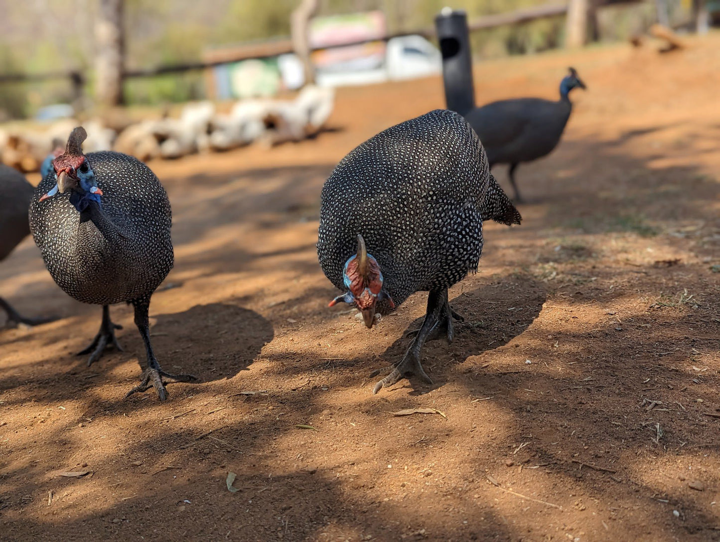  Pilanesberg National Park