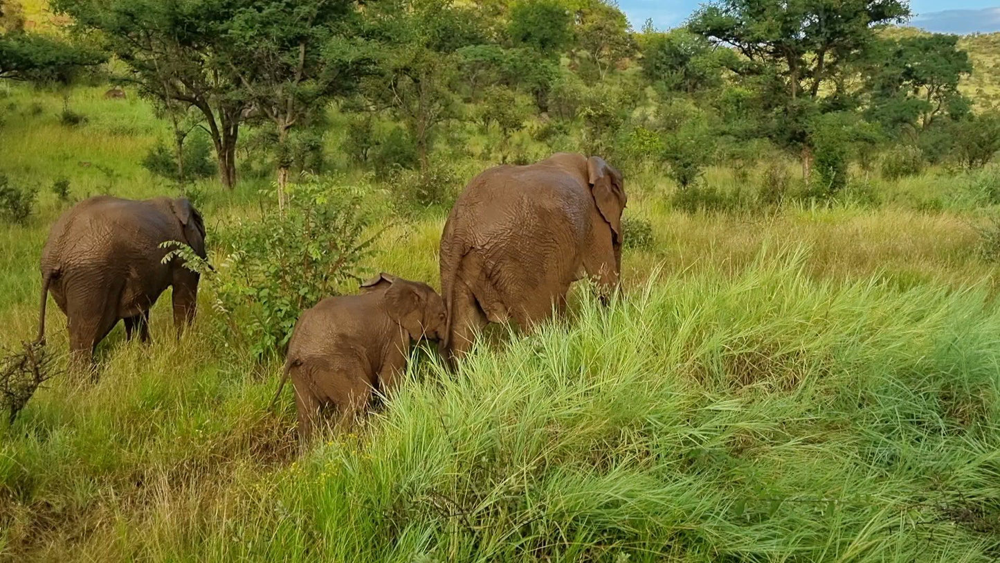  Pilanesberg National Park