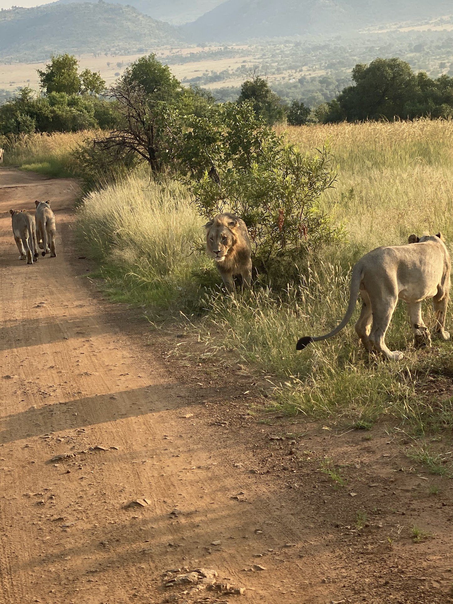  Pilanesberg National Park