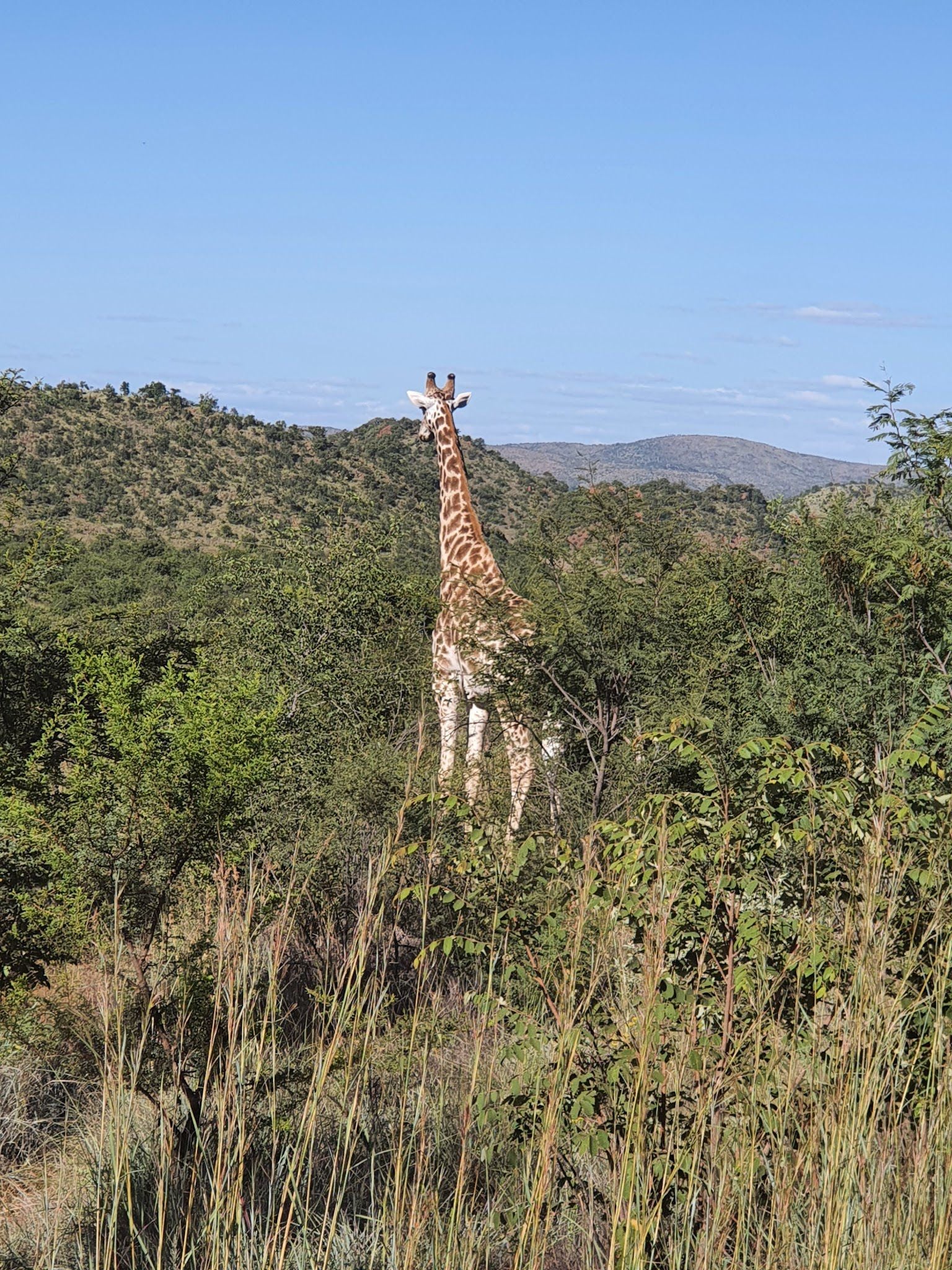  Pilanesberg National Park