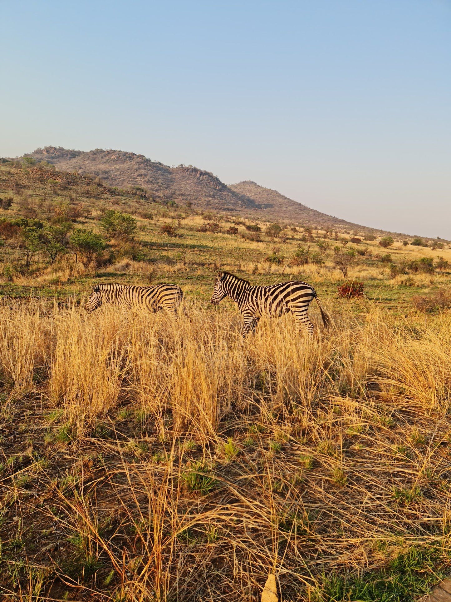  Pilanesberg National Park