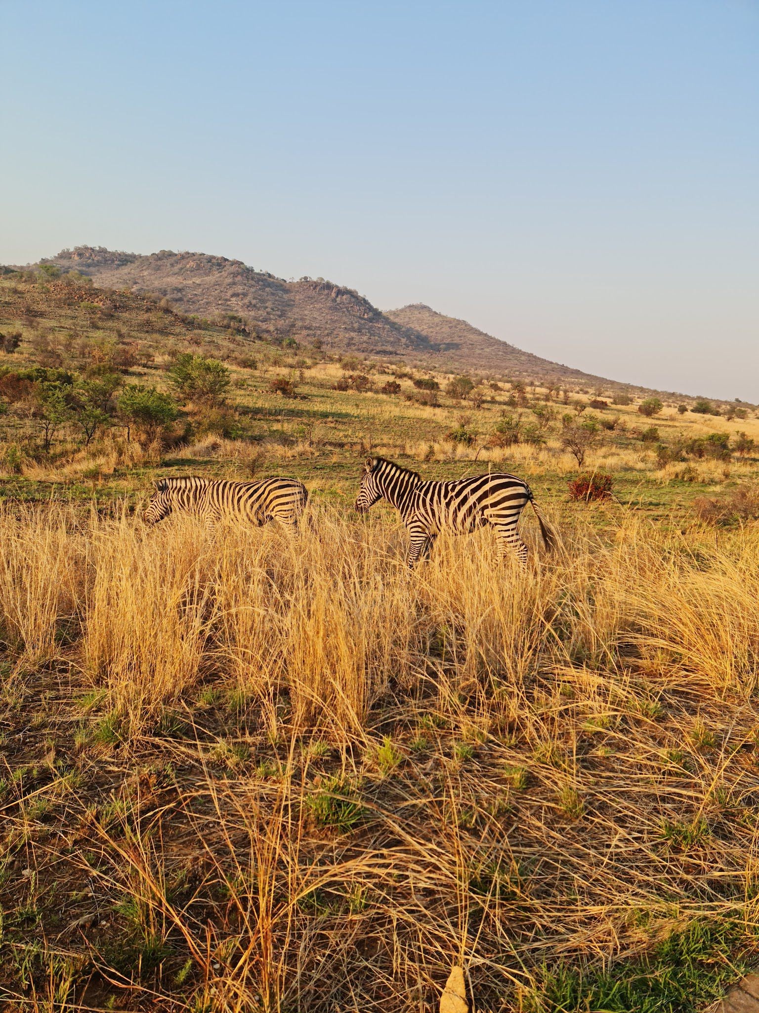  Pilanesberg National Park