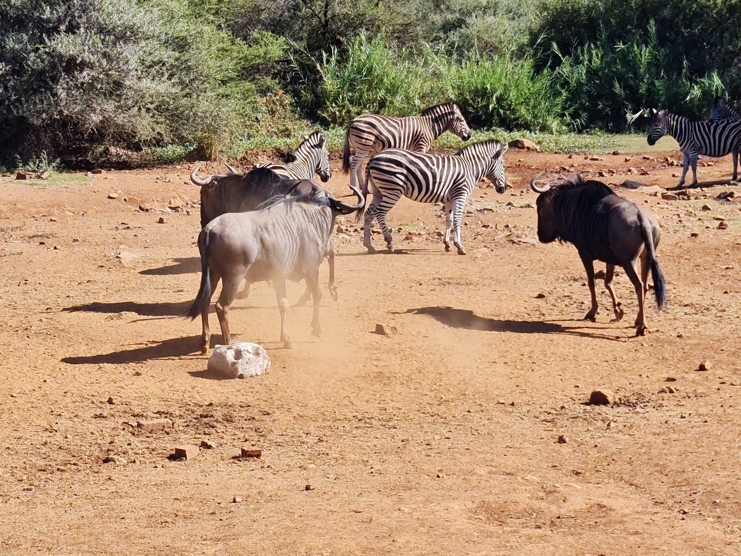  Pilanesberg National Park