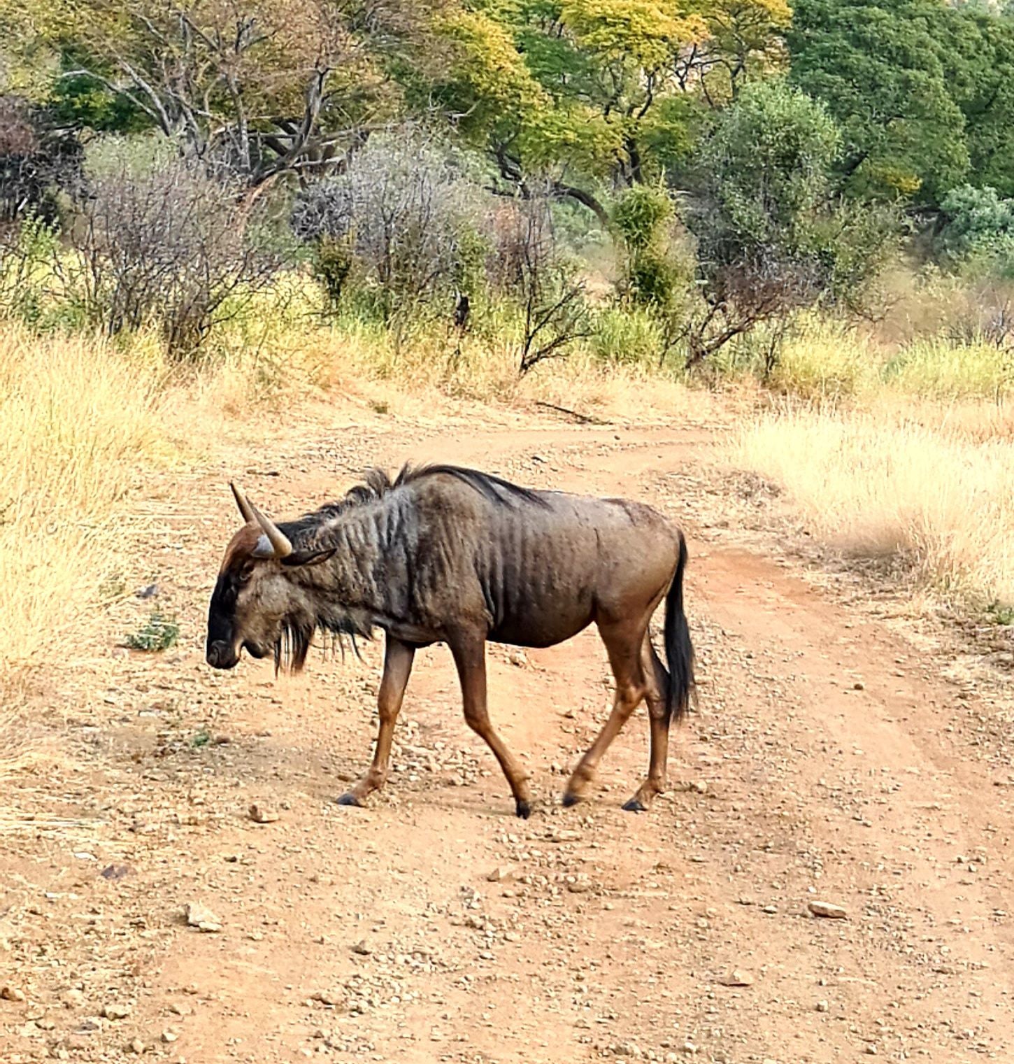  Pilanesberg National Park