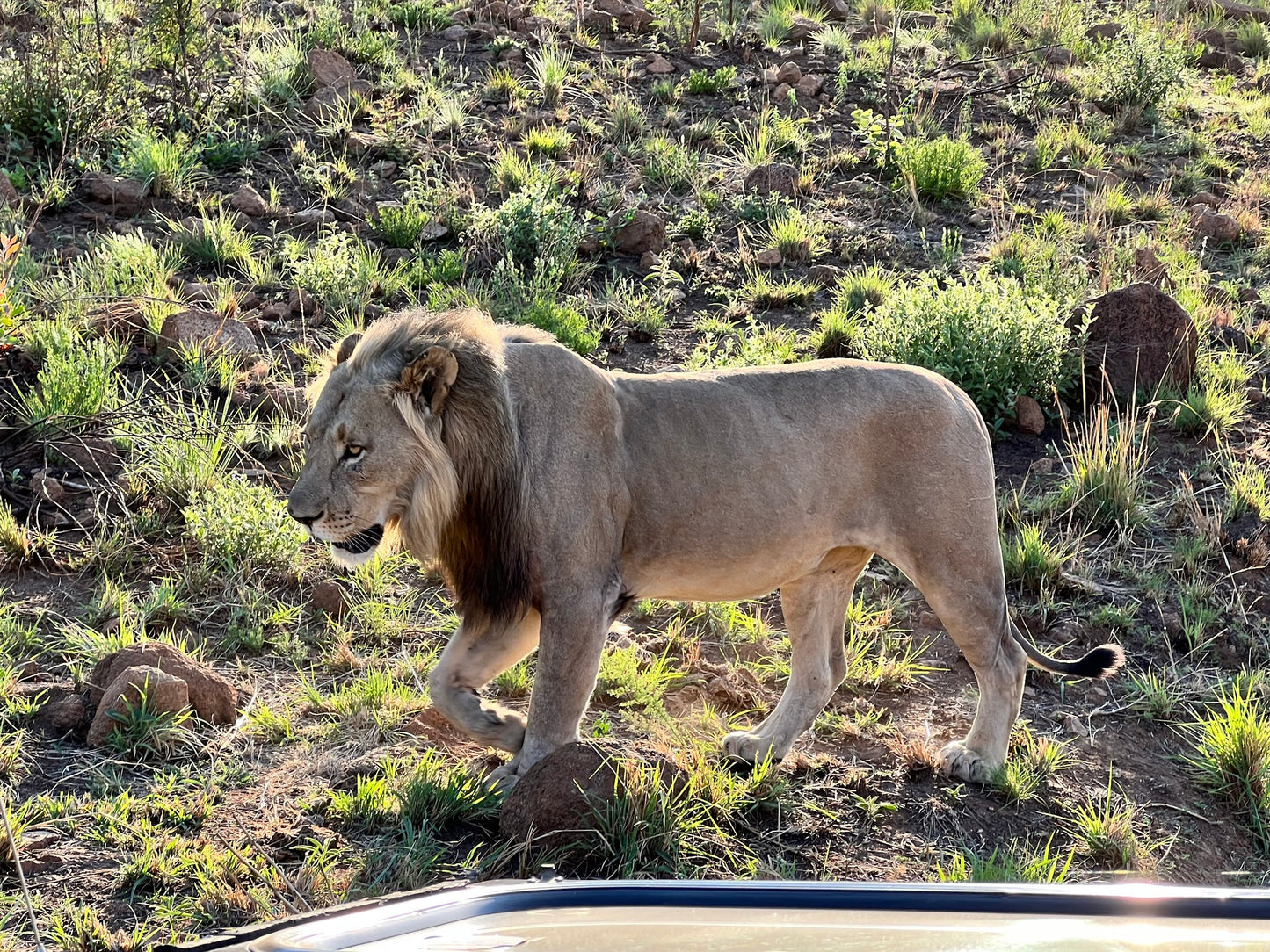 Pilanesberg