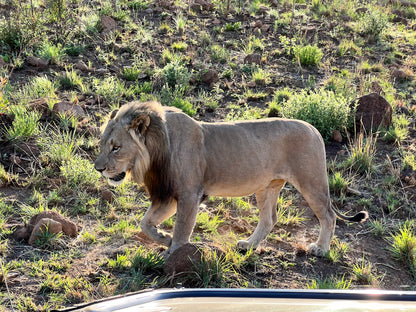 Pilanesberg