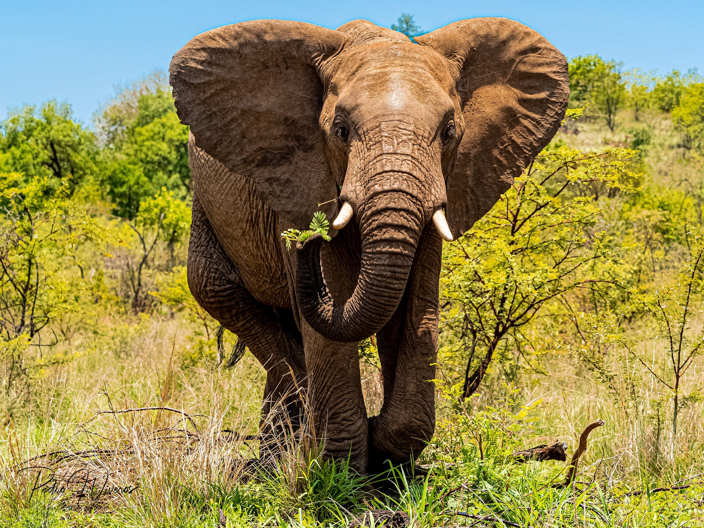 Pilanesberg