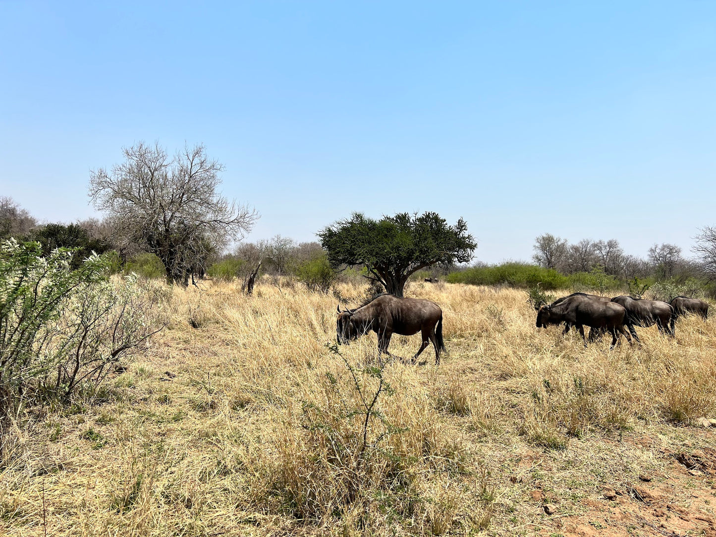 Pilanesberg