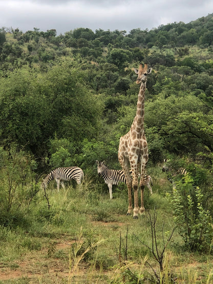 Pilanesberg