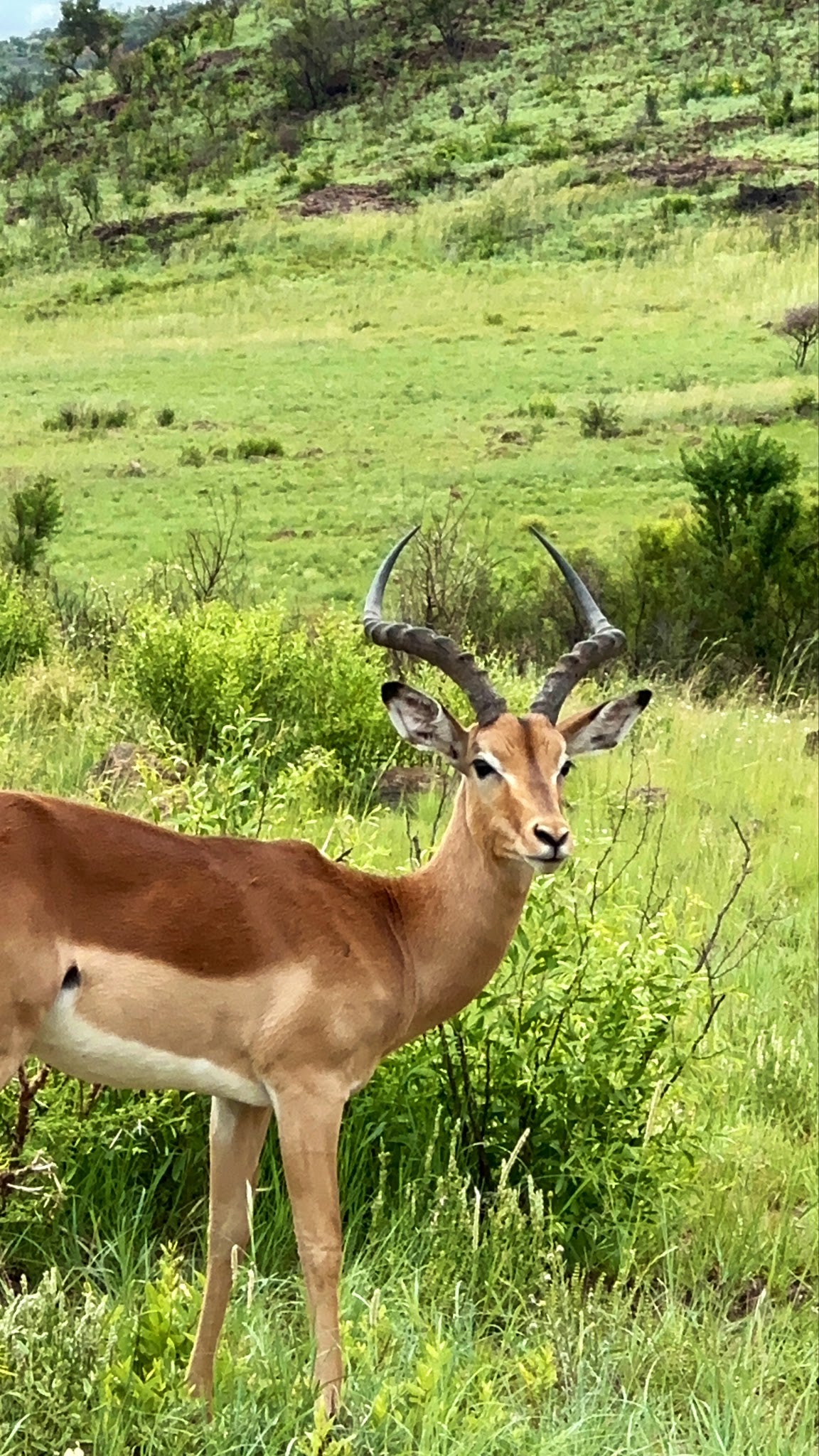 Pilanesberg