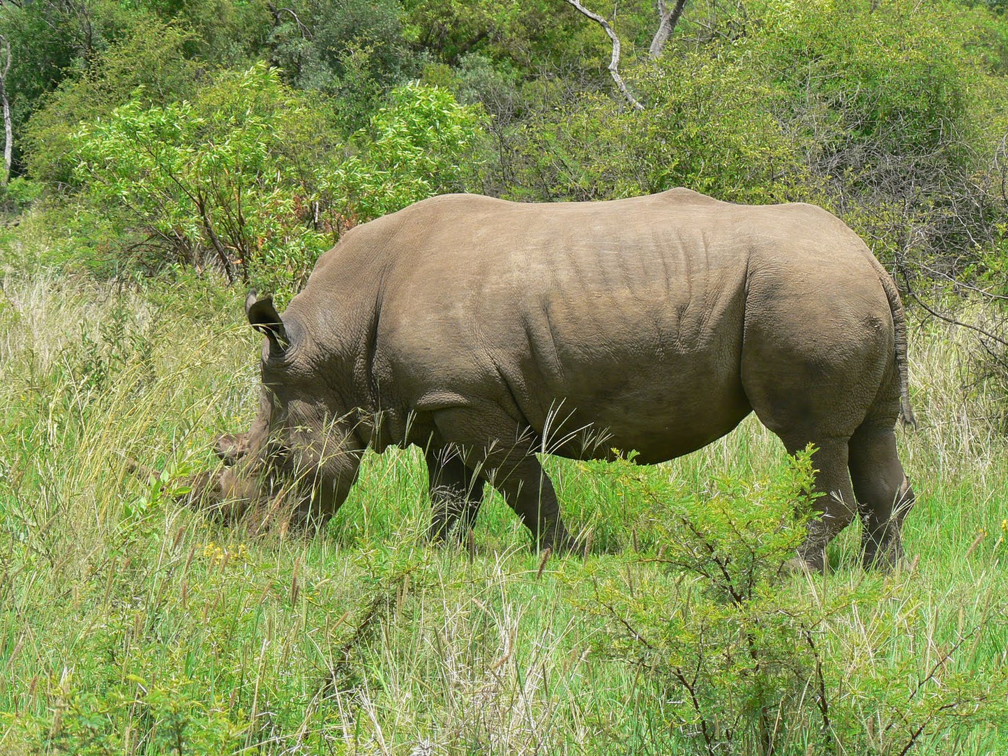 Pilanesberg