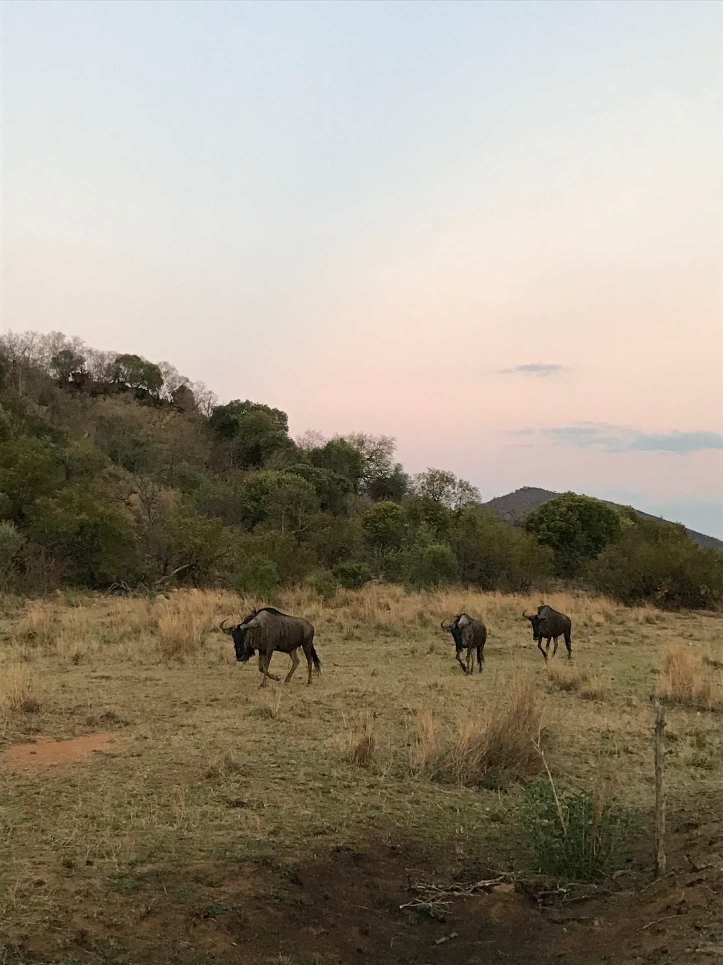 Pilanesberg