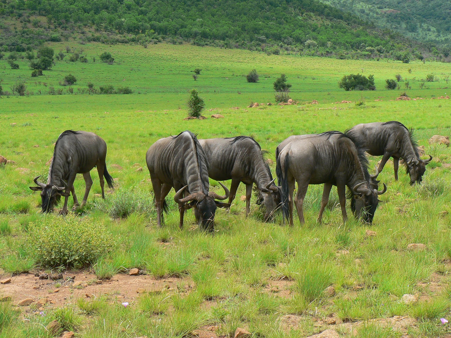 Pilanesberg