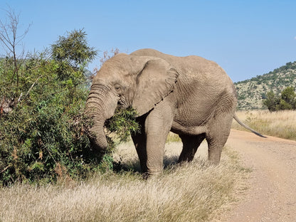 Pilanesberg