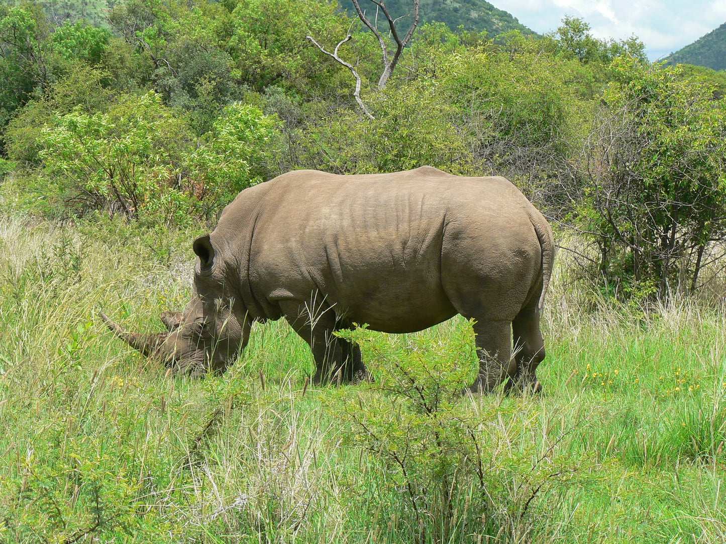 Pilanesberg