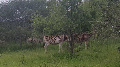  Polokwane Nature Reserve