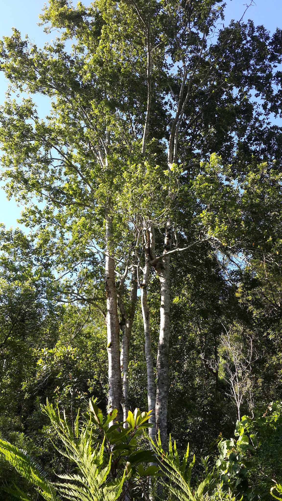 Power Stream Hiking Trail