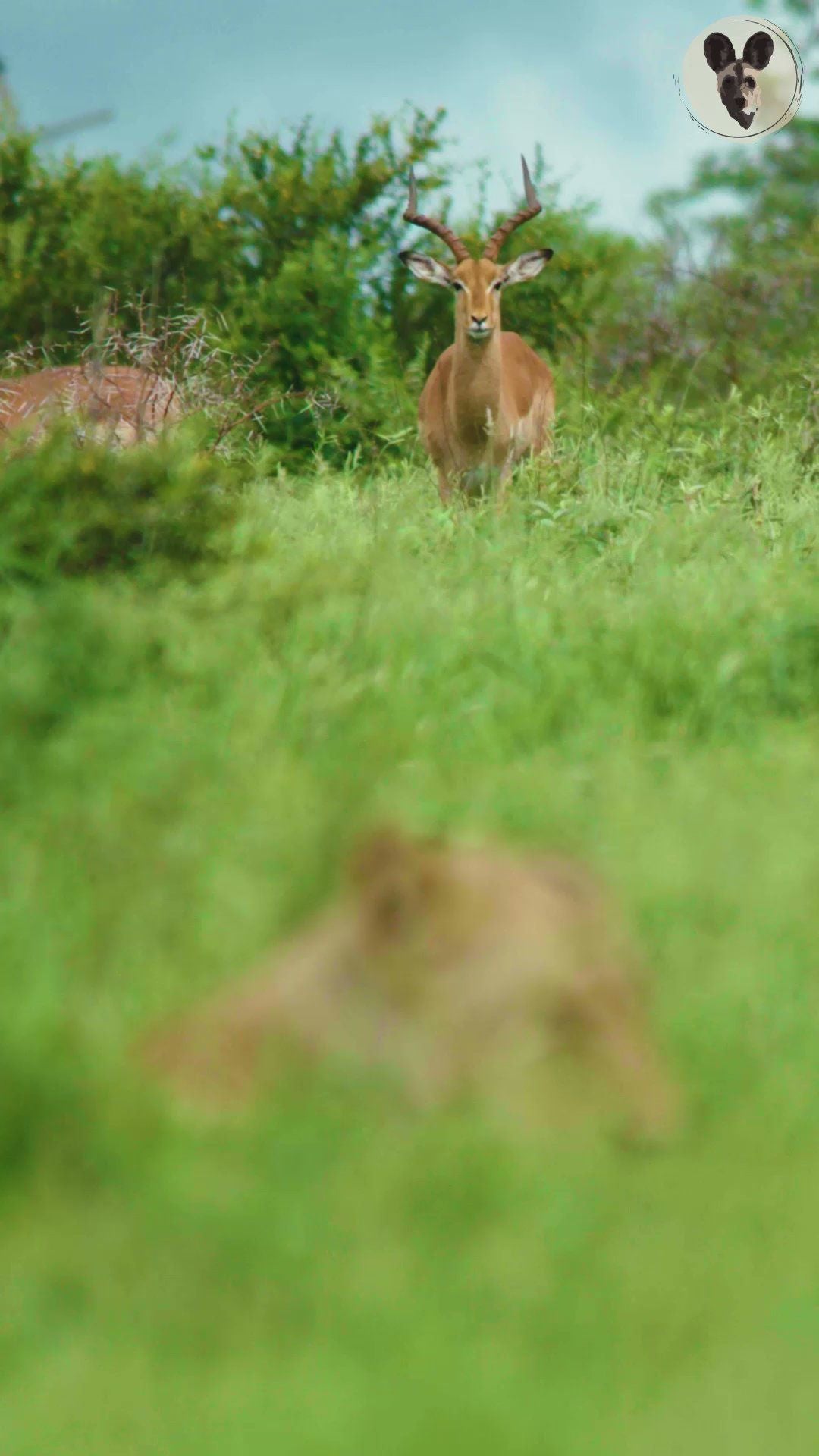  Pridelands Conservancy