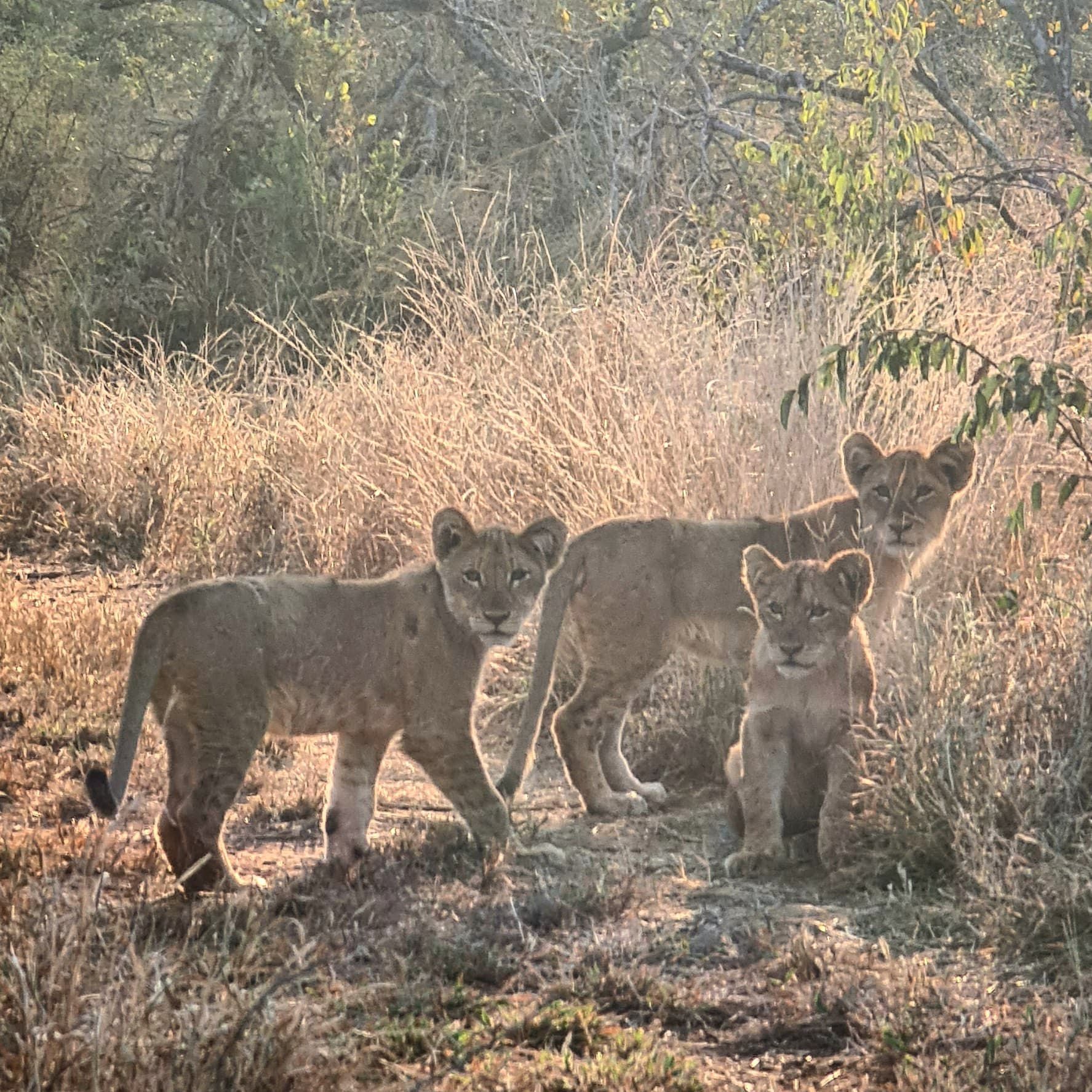  Pridelands Conservancy