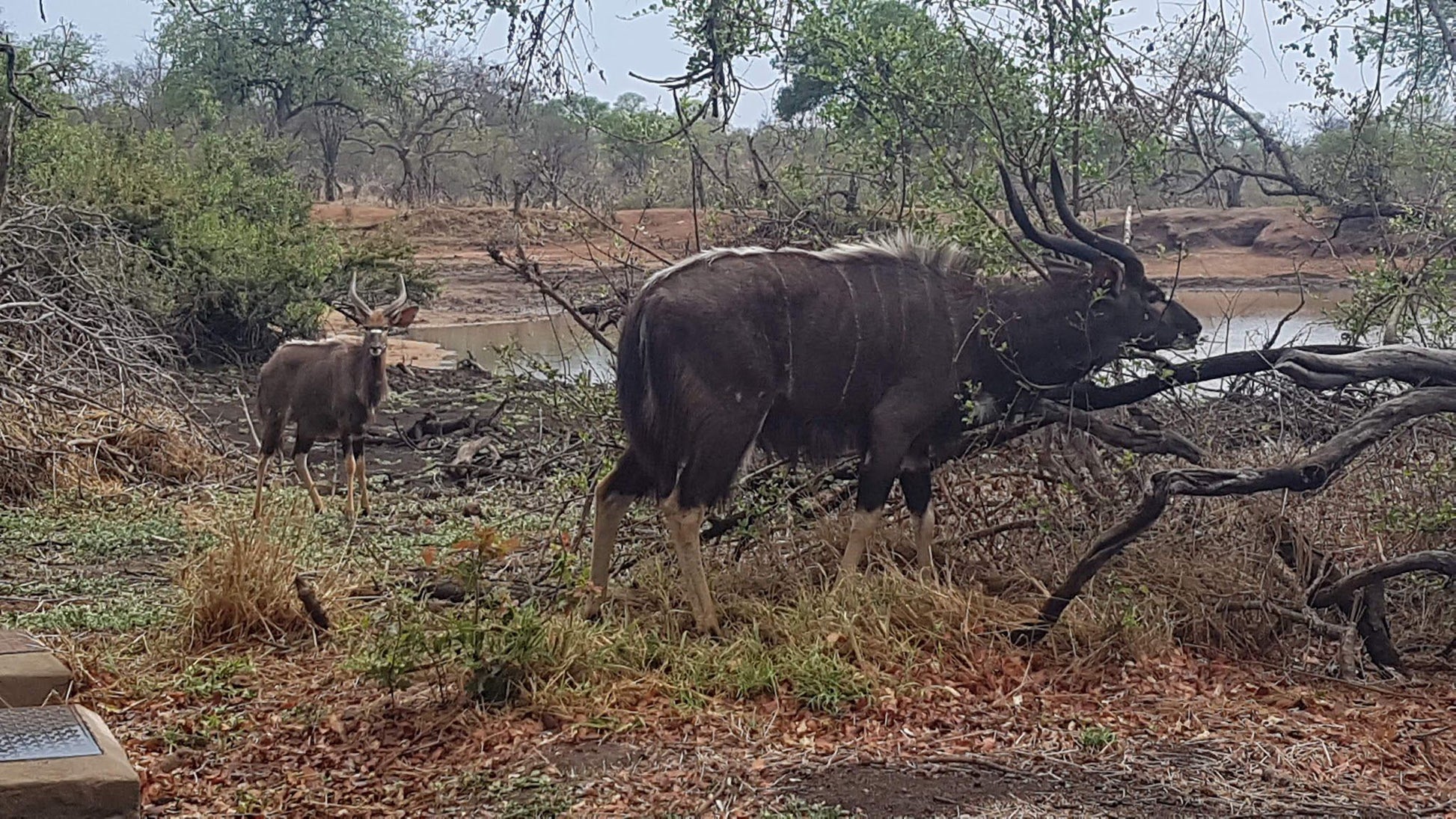  Pridelands Conservancy