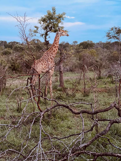  Pridelands Conservancy