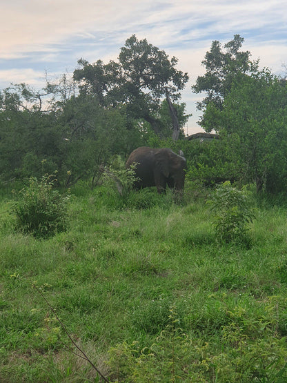  Pridelands Conservancy